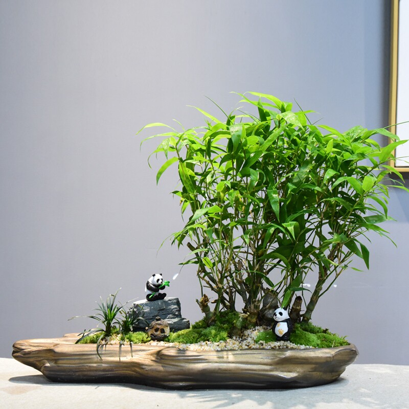 澳洲竹子绿植长青四季办公客厅植物盆栽佛肚绿植