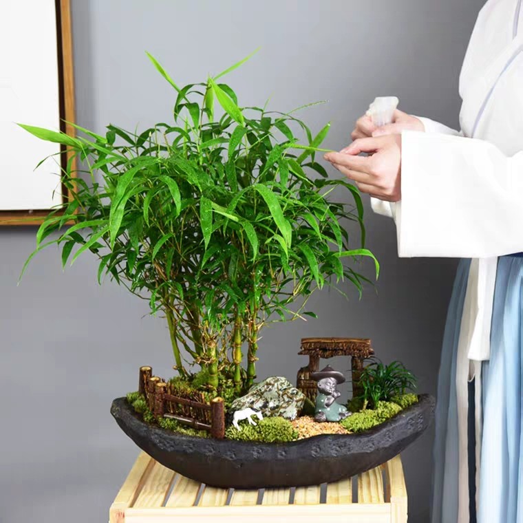 佛肚盆栽罗汉竹大盆景葫芦办公客厅室内植物绿植