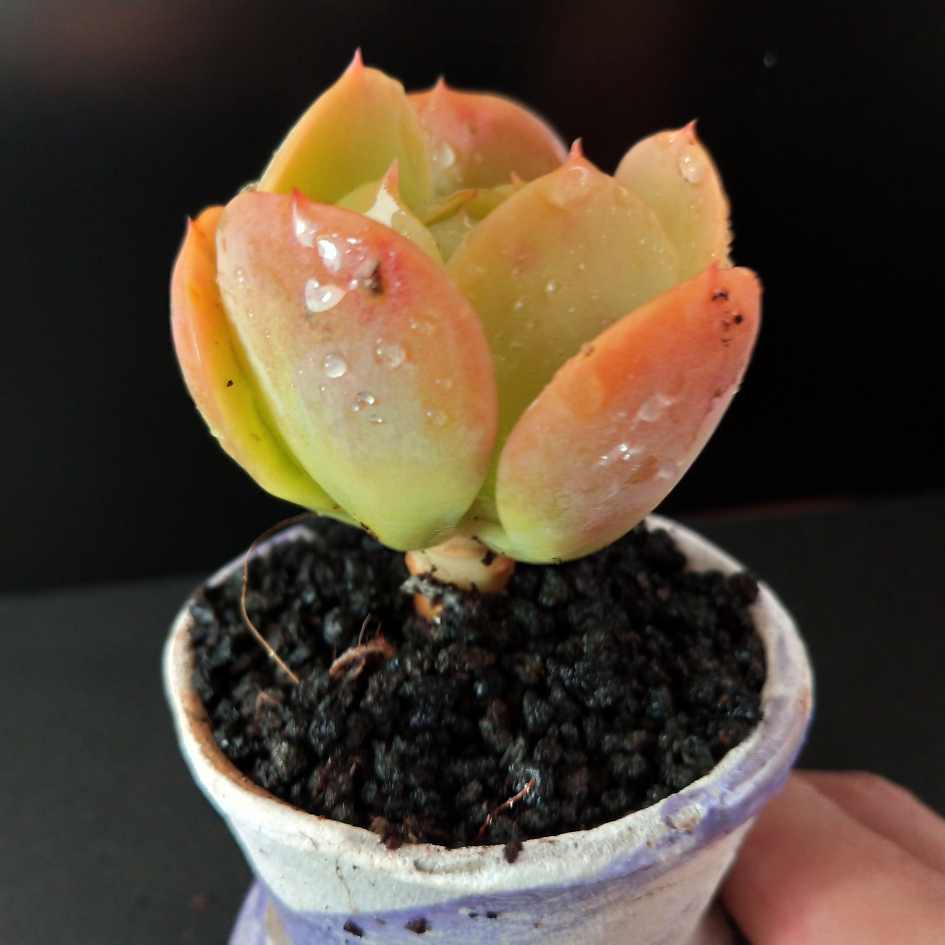 碧桃多肉 奶油碧桃 多肉植物 包子果冻 云南昆明梵花似锦多肉