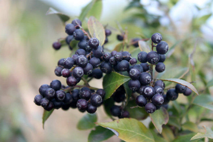 赤楠盆景三叶叶红花卉绿植包邮阳台庭院四季绿植