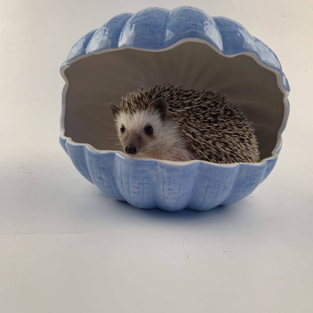 刺猬陶瓷窝非夏天避暑屋蜜袋仓鼠用品品松鼠窝窝