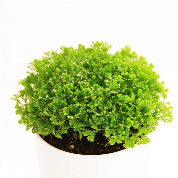 翠云新款其他草草草绿色办公室迷你小盆盆栽提神绿植