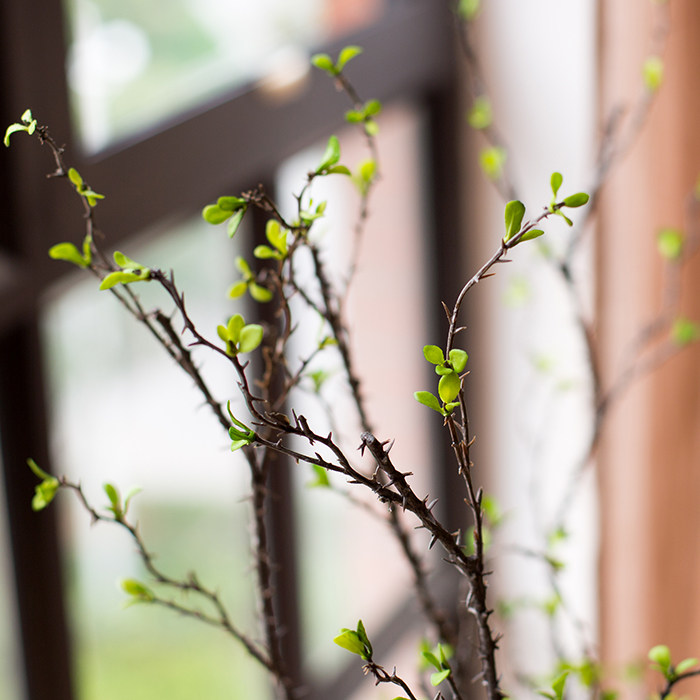 掬涵利弗荆棘刺枝仿真植物树枝插花装饰另类仿真花