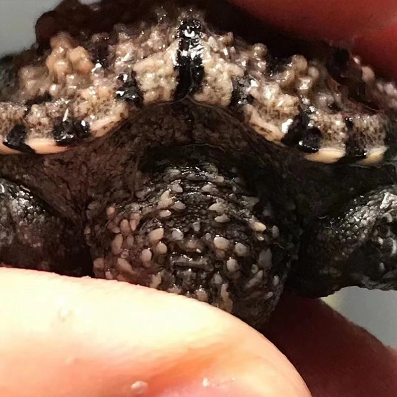 原种纯佛爆刺小鳄精选杂佛活体北美鳄鱼宠物龟