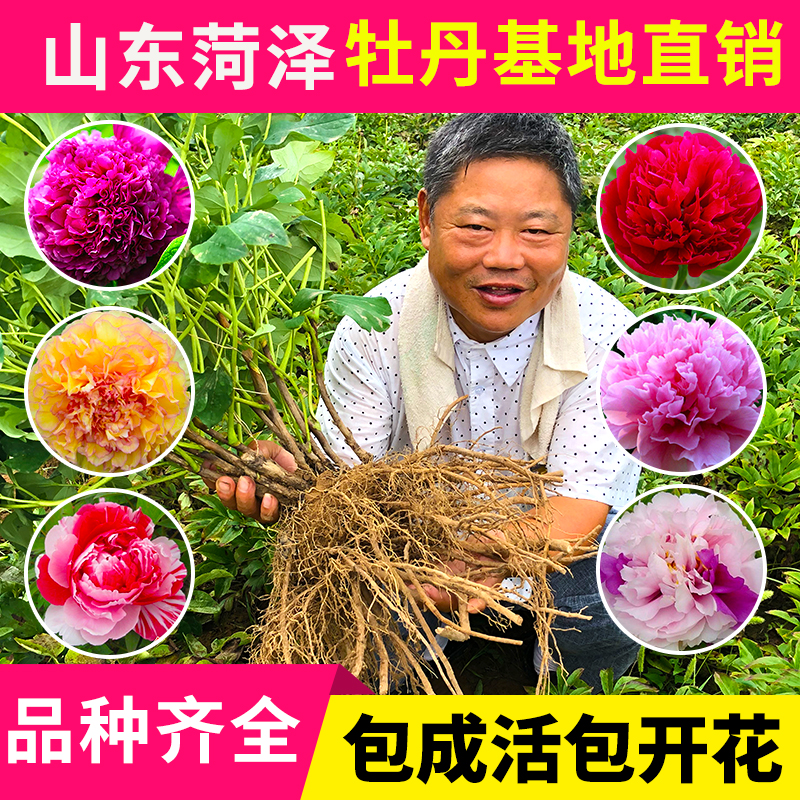 牡丹牡丹花花苗白雪塔白色花卉绿植2020年秋发货花卉