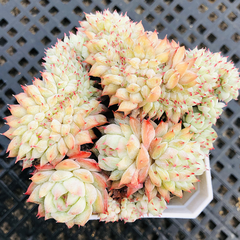 tp缀化9cm多肉植物控养3年龙头出暗纹部多肉植物