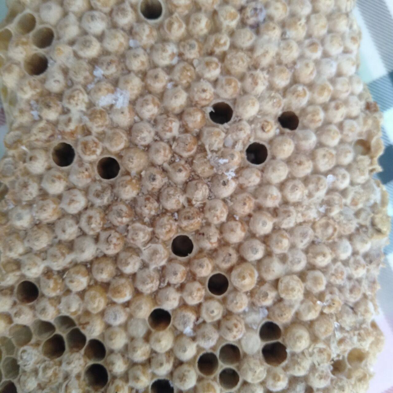 93农家自产自销雄蜂蛹新鲜活体冷冻土蜂蛹虫蜂儿昆