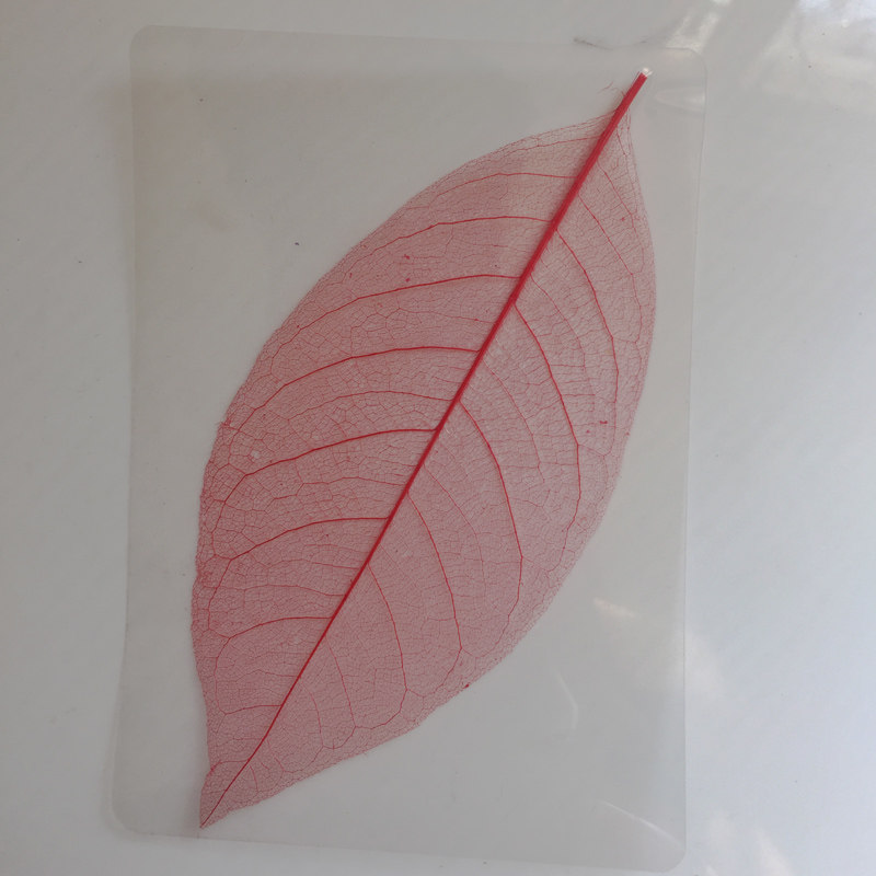 天然玉兰叶脉书签自制diy材料创意植物树叶书签