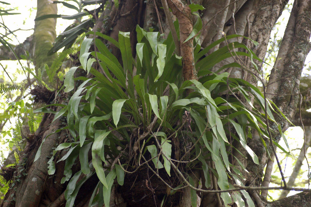广西本土狭翅巢蕨蕨类热带雨林植物造景素材盆栽绿植