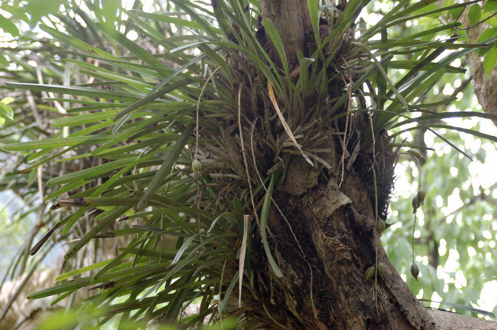 硬叶室内喜阴花卉盆栽植物稀有本土附生绿植时令草本花卉