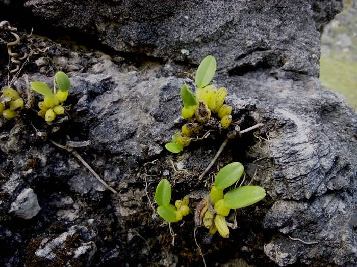 迷你小型石豆本土喜阴花卉附生植物花卉