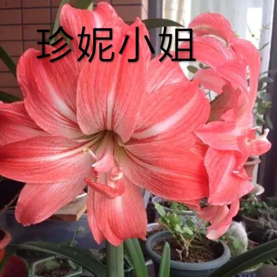 现货荷兰进口朱顶红种珍妮小姐橙色花瓣农家种球