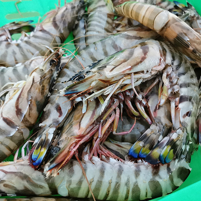舟山野生鲜冻竹节虾九斑节虾东海水产老虎日本对虾明虾1011只