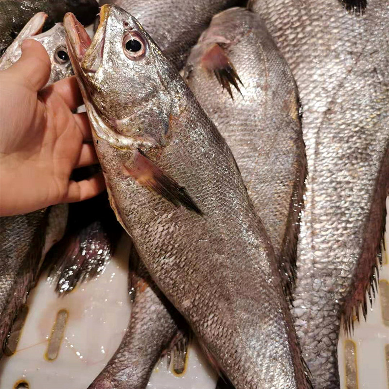舟山米鱼养殖东海水产新鲜大鮸宝宝辅食2斤装黄鱼