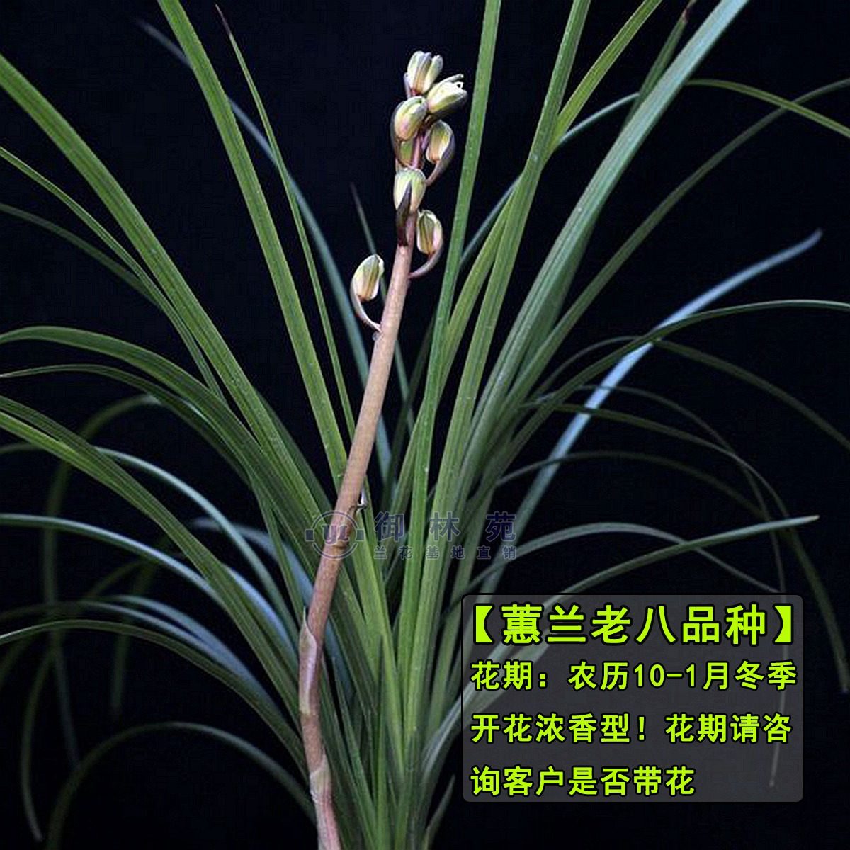 蕙兰浓香正品包邮花苞花期品种名贵老八高档时令草本花卉