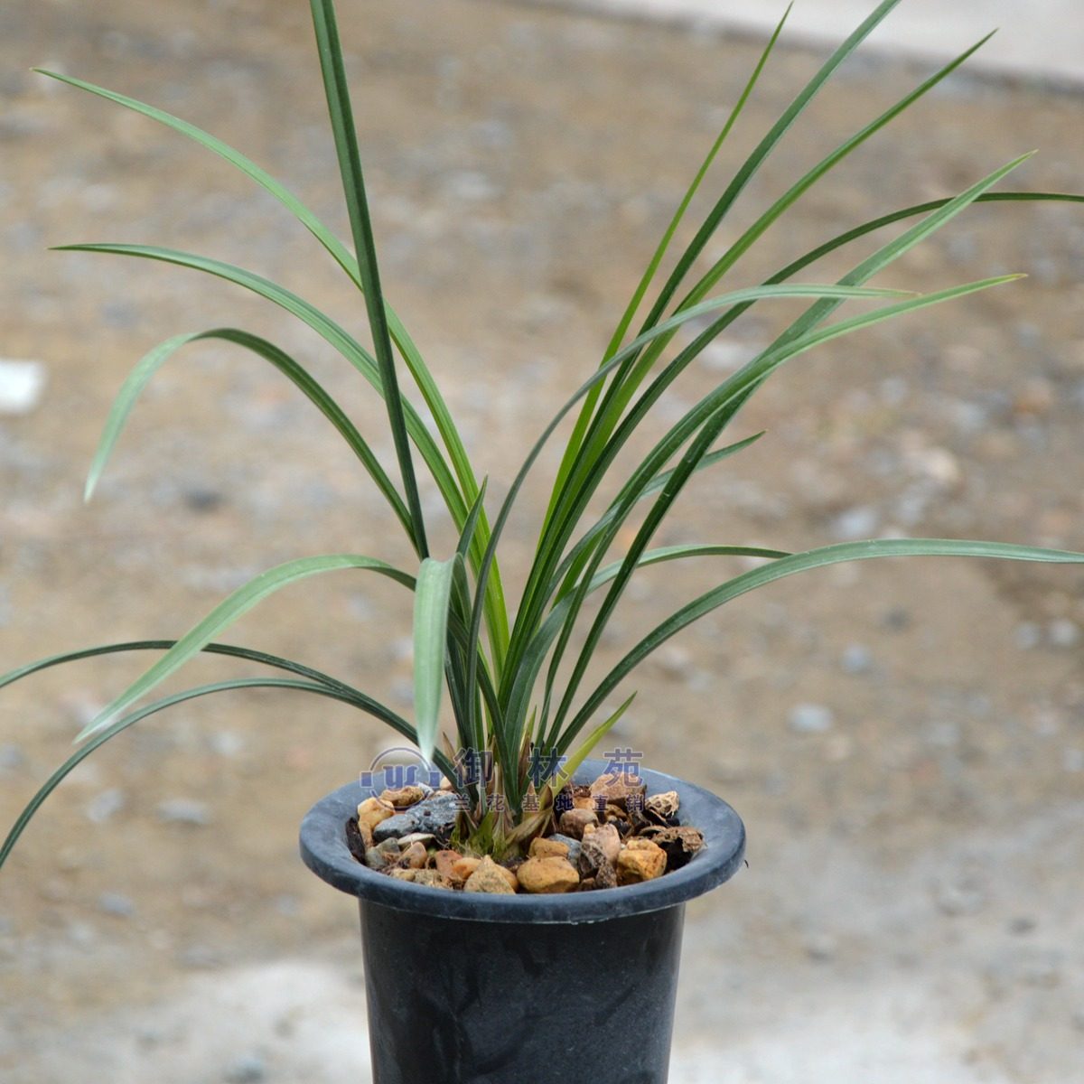 春兰张荷素苍岩素兰花苗高档花卉植物盆栽花期带花苞包邮正品浓香
