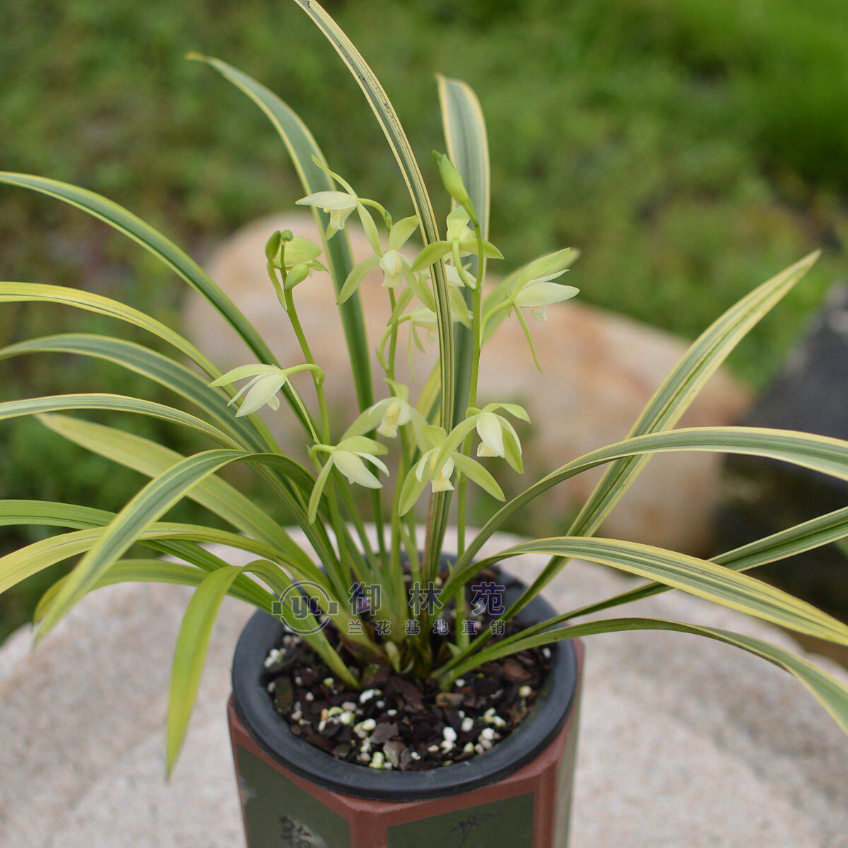 建兰卧龙素兰线艺花苗高档花卉植物盆栽花期时令草本花卉