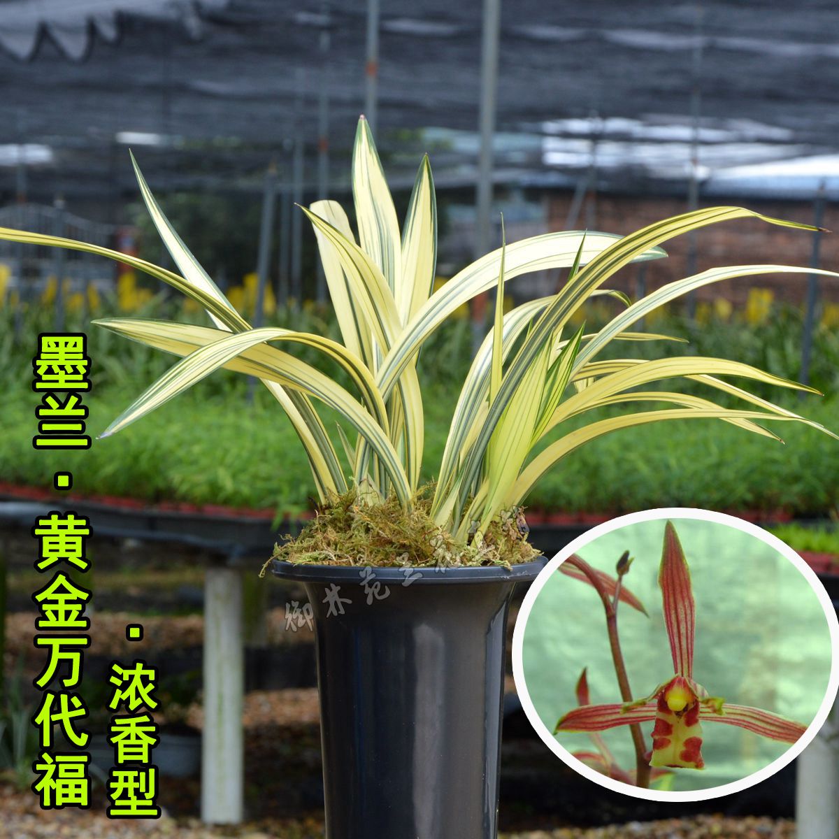 黄金兰花花苗墨兰万代中透叶艺线艺兰名贵品种时令草本花卉
