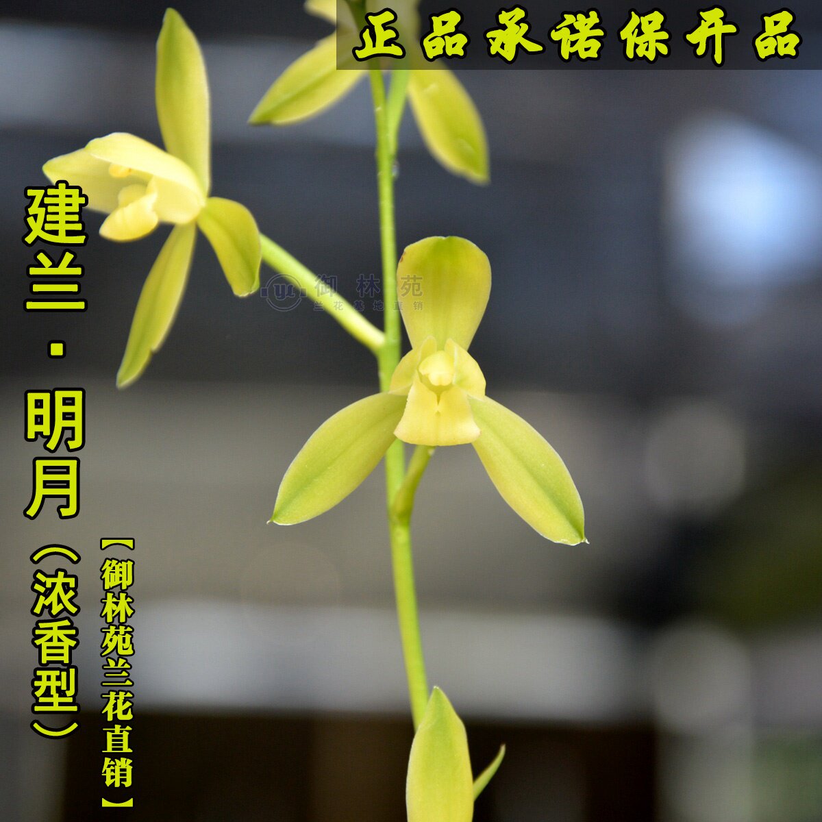 建兰绿植浓香正品包邮花苞花期品兰明月名品时令草本花卉