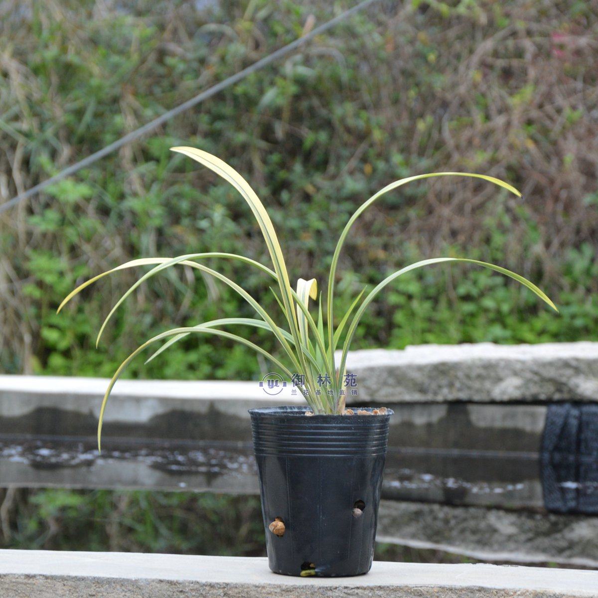 建兰卧龙素兰线艺花苗高档花卉植物盆栽花期时令草本花卉