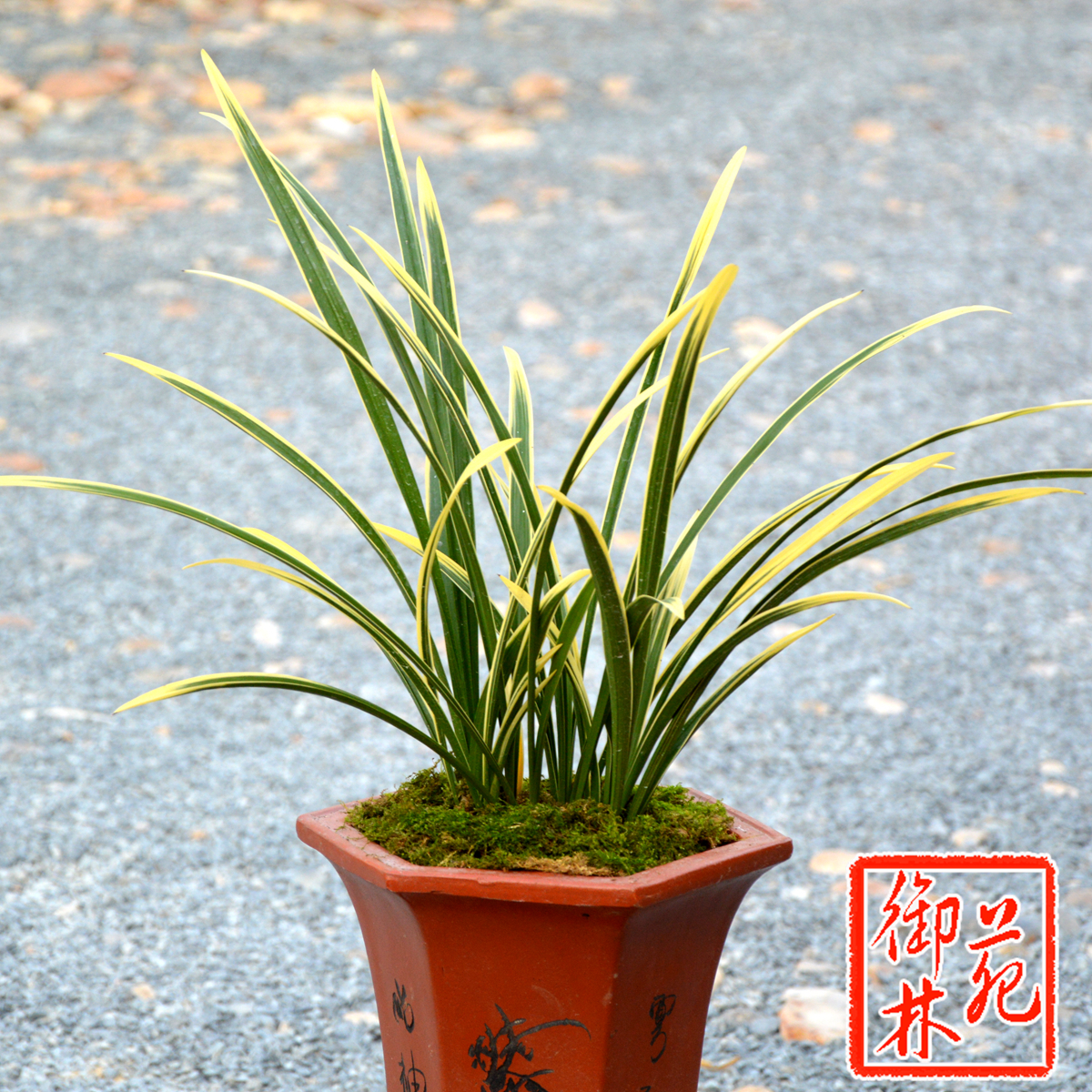 建兰黄金鹤艺锦旗兰花苗花卉室内盆景绿植盆栽花季带花苞出售好养