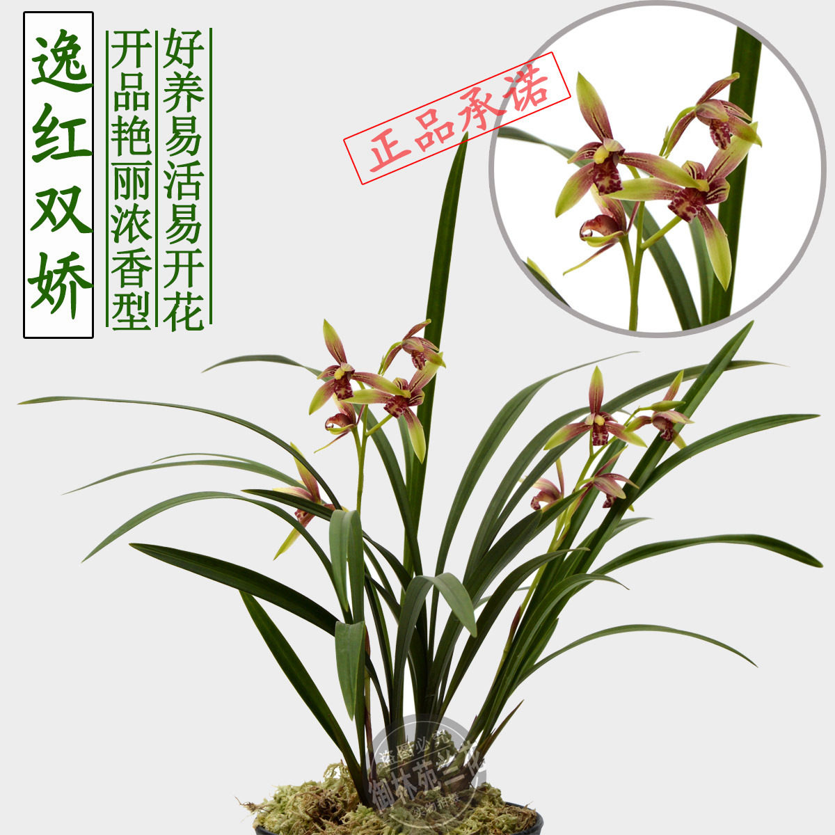 兰花花苗建兰小国国魂逸红双娇花卉室内绿植时令草本花卉