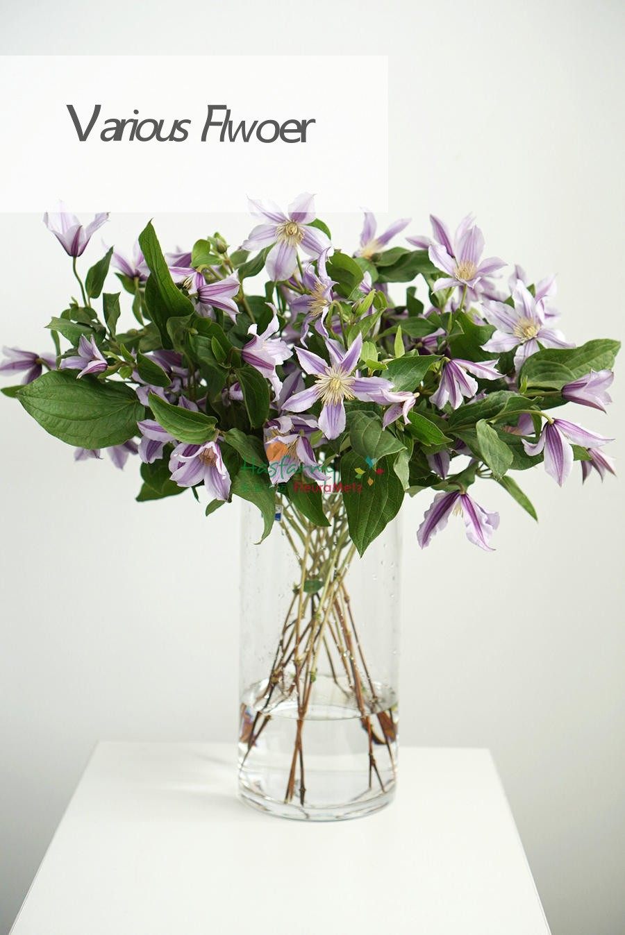 荷兰进口高端花材铁线莲pirouette造型特殊鲜包北京鲜花速递同城