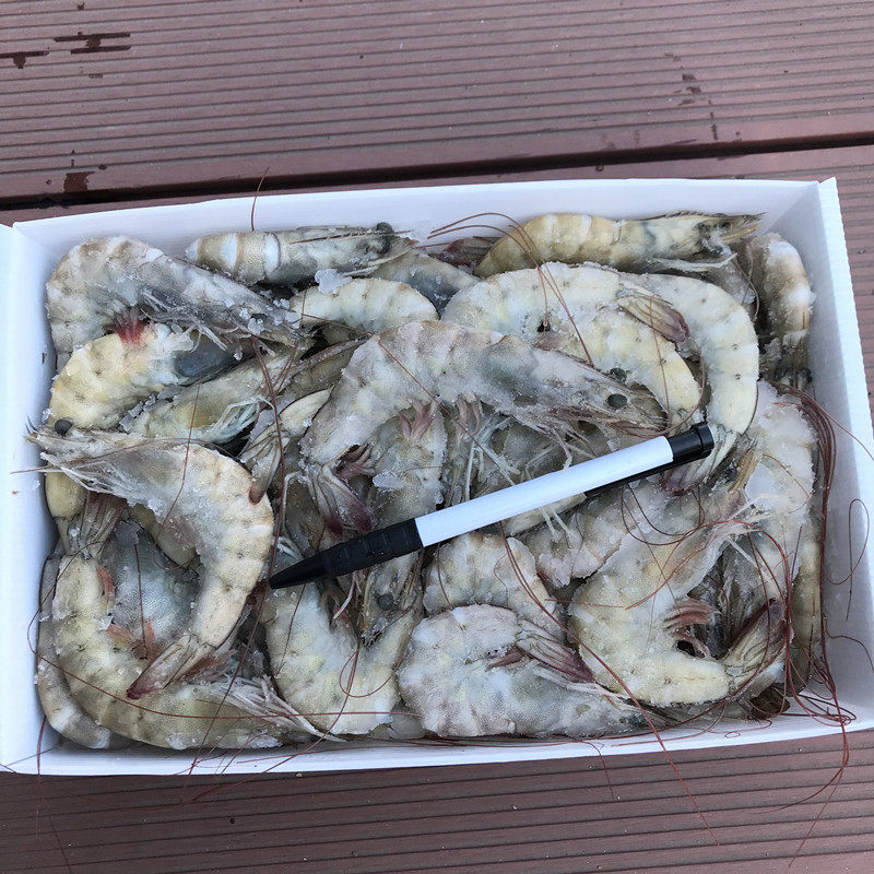 桑塔厄瓜多尔进口南美美白鲜活冷冻海洋对虾基围冻虾