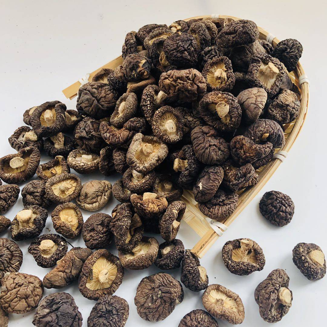 福建宁德古田椴木小香香菇农家特产迷你蘑菇香菇类
