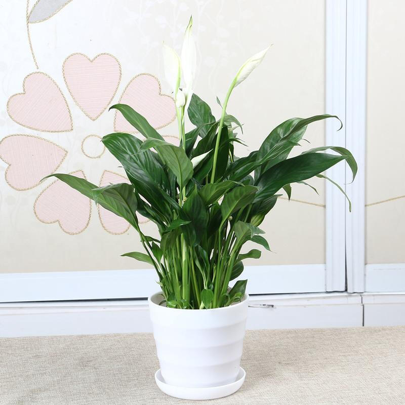 广州白掌水培植植物一帆风顺办公室盆栽文艺桌面花卉绿植