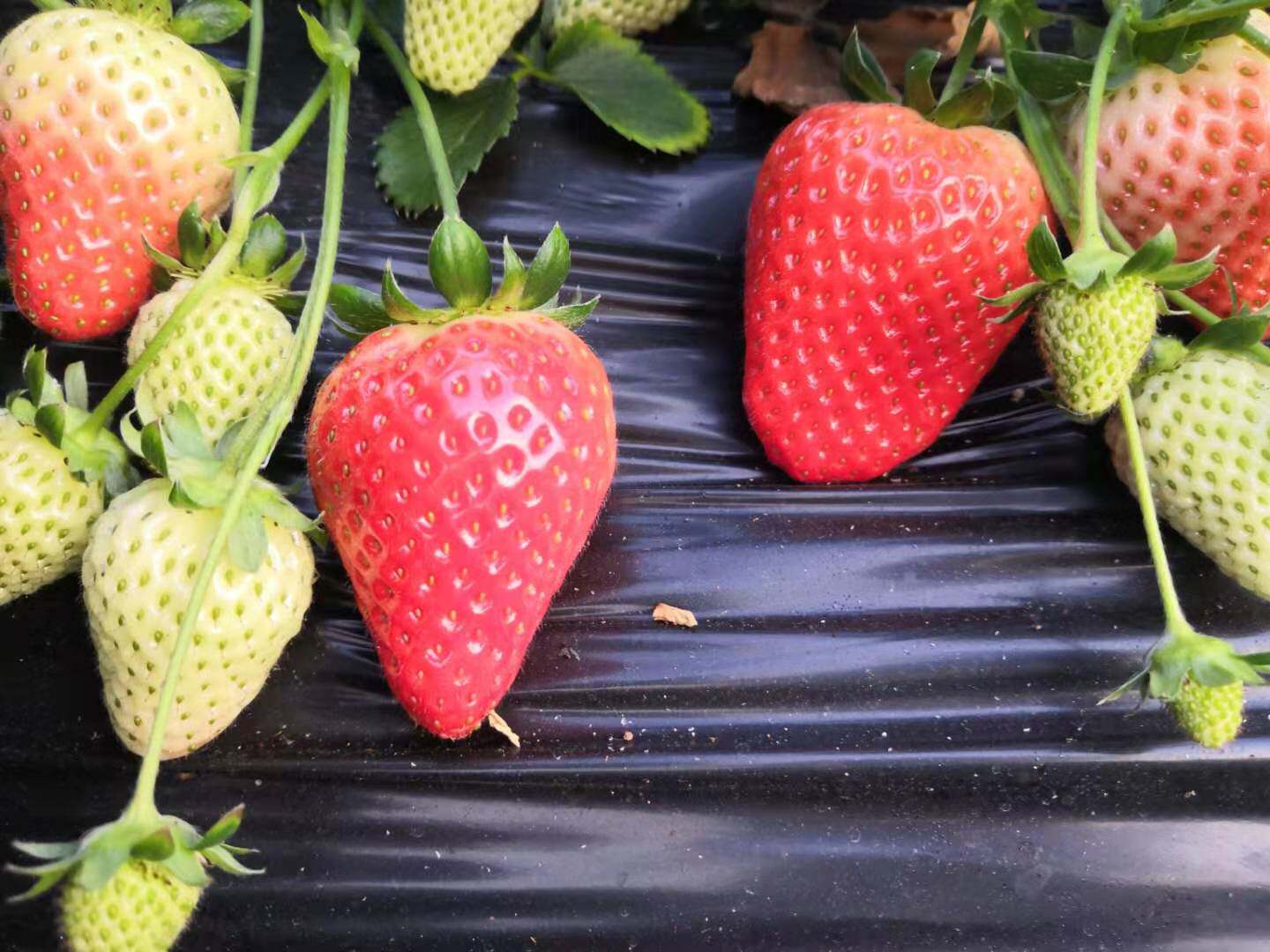 山东自家种植香野章姬隋珠现摘顺丰包邮礼盒红颜奶油99草莓丹东