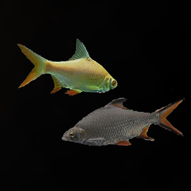 飞凤鱼直活体金凤银凤元宝泰国鲫龙配鱼中层鱼