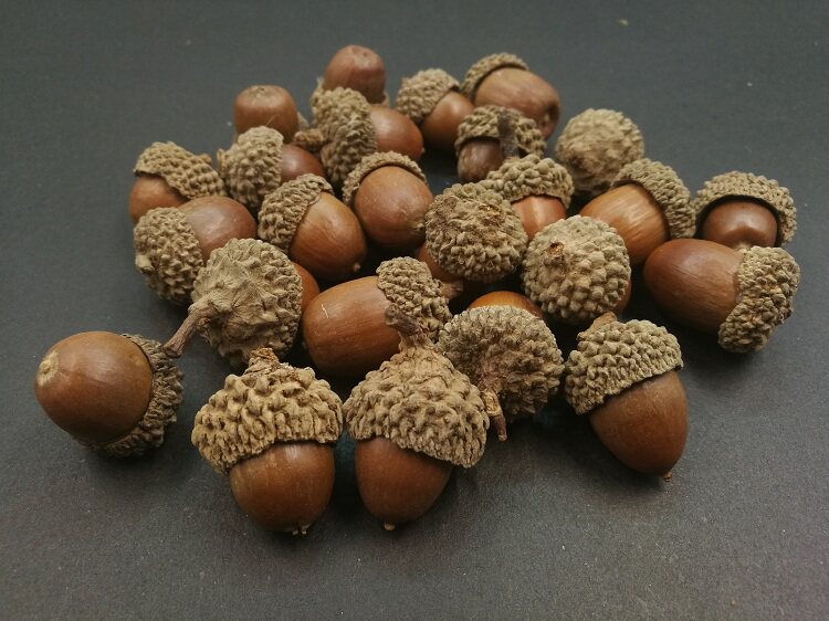 天然橡果子圣诞节幼儿园diy手工材料龙猫原生态莲蓬松果塔干花