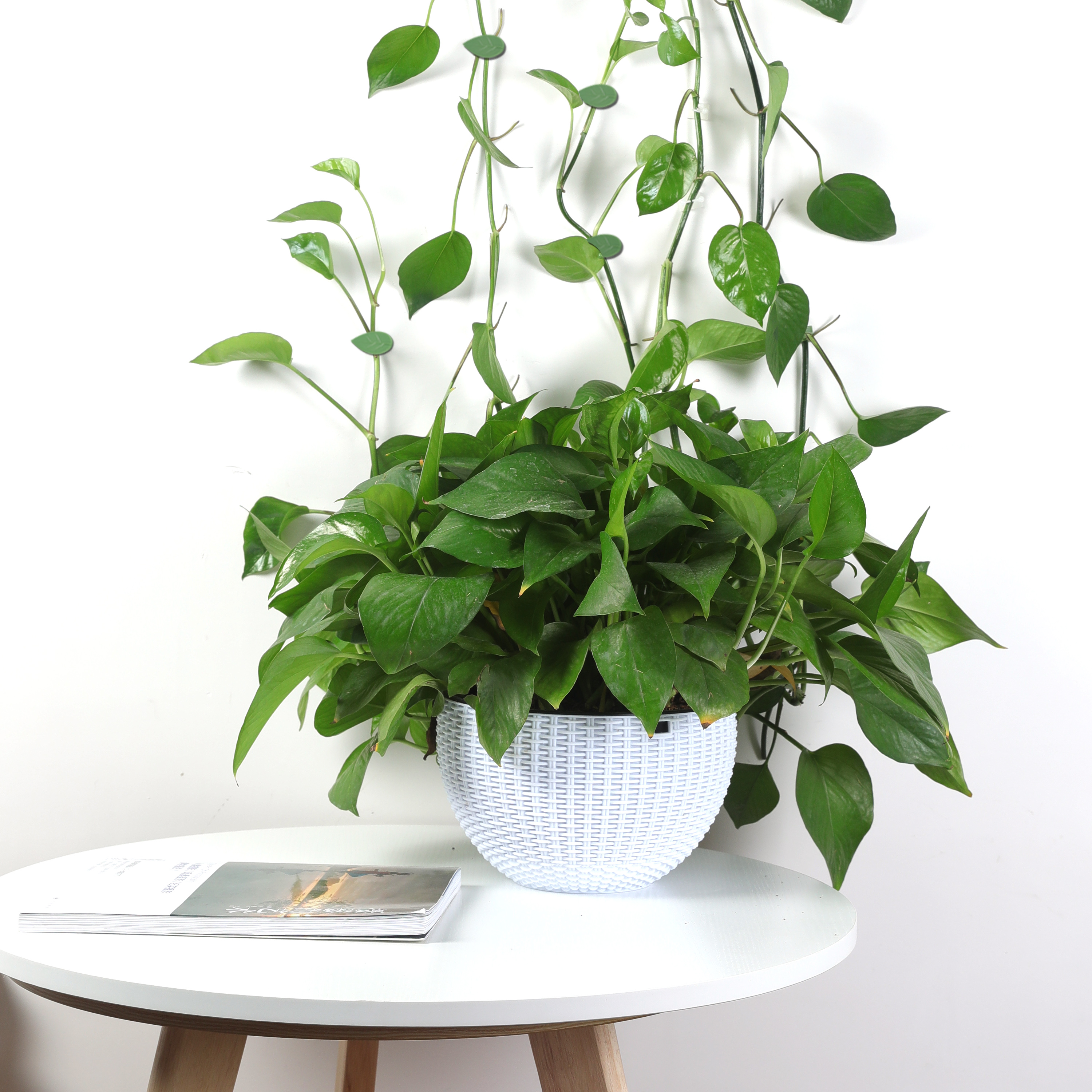 亲居绿萝绿植爬墙神器无痕家用攀爬藤蔓植物其它园艺用品