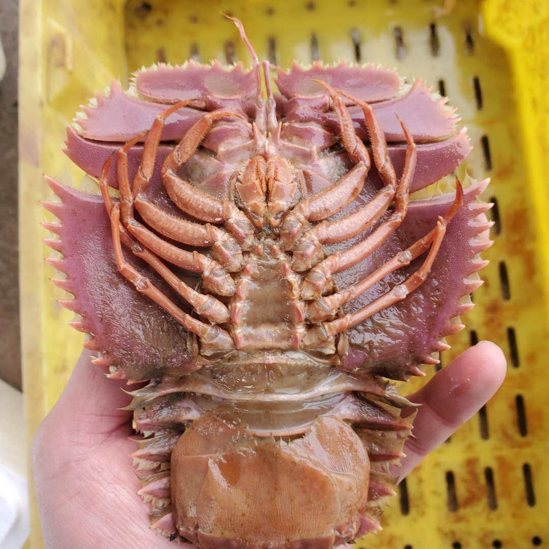 琵琶东海海捕活九齿扇虾虾姑排三斤其它