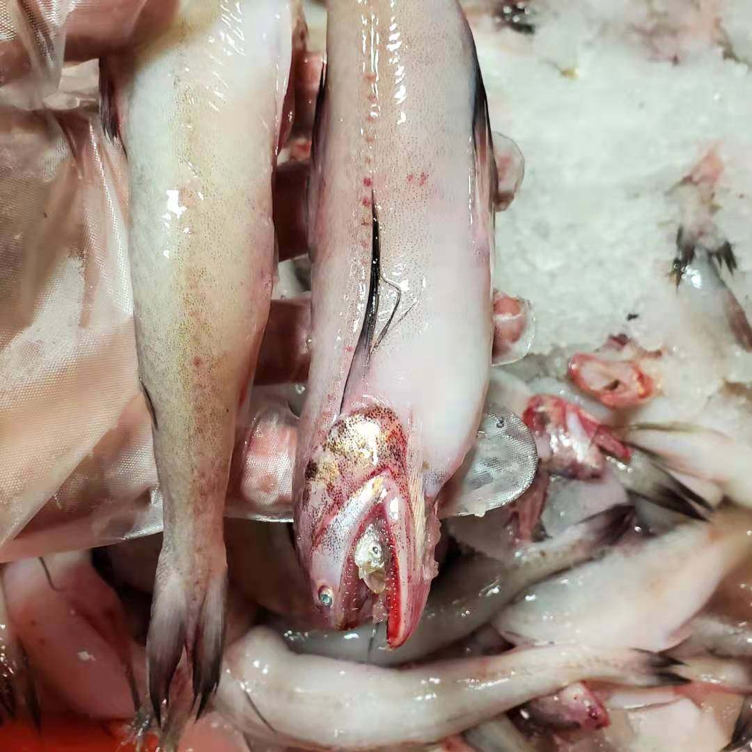 豆腐2斤装东海海鱼虾龙头九肚海鱼果冻鱼冰其它