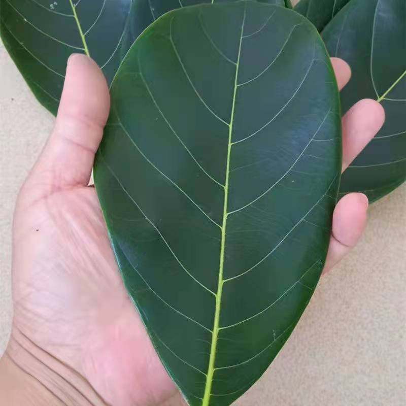 广东菠萝蜜寿桃包寿桃叶子垫叶广西艾饼叶粽叶菠萝其它