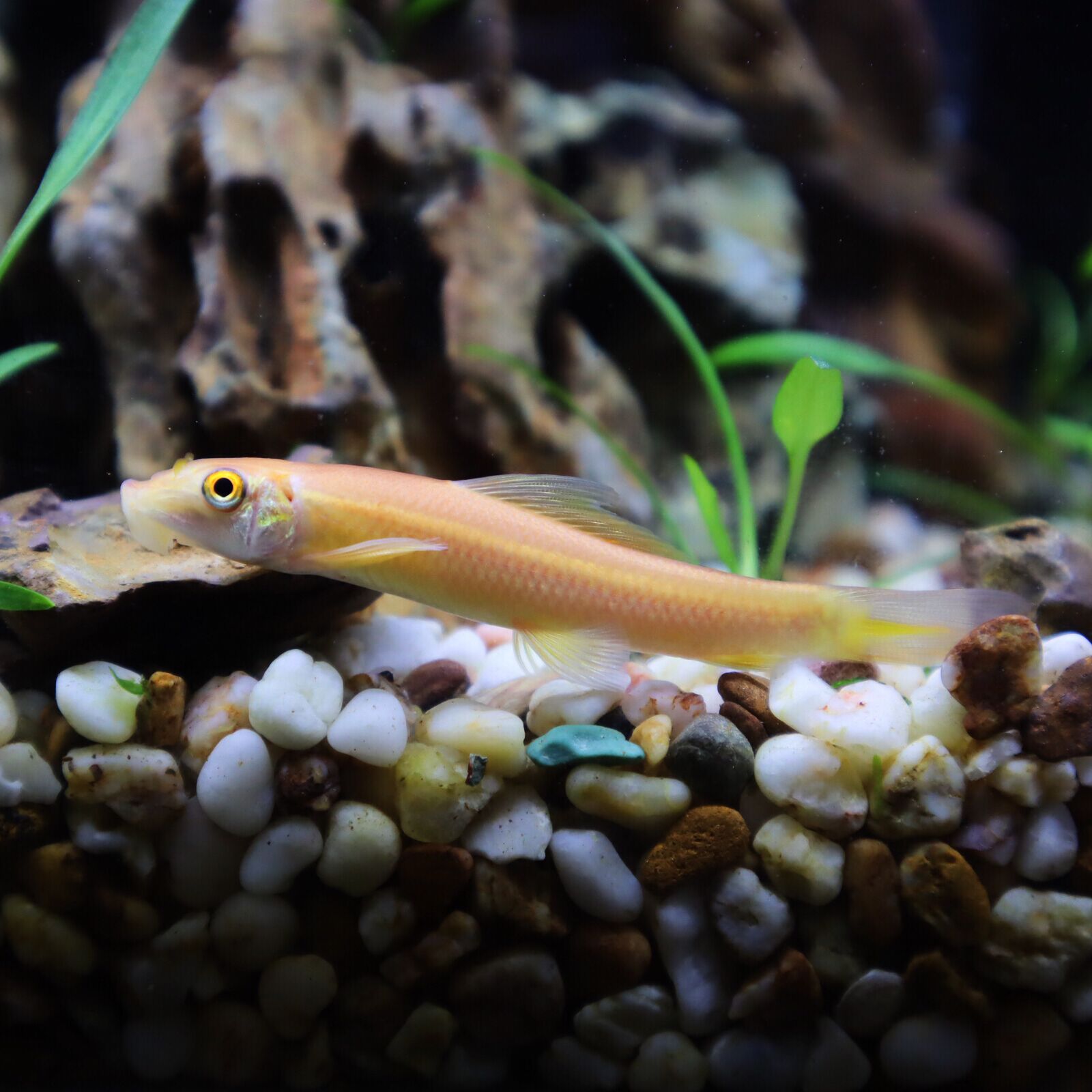 金苔鼠活体淡水热带观赏鱼清道夫吸盘鱼缸清洁清洁工鱼