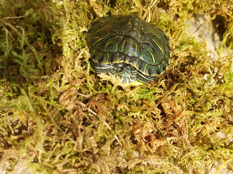 爬虫无菌青苔垫材水苔苔藓干净保温保湿乌龟爬虫