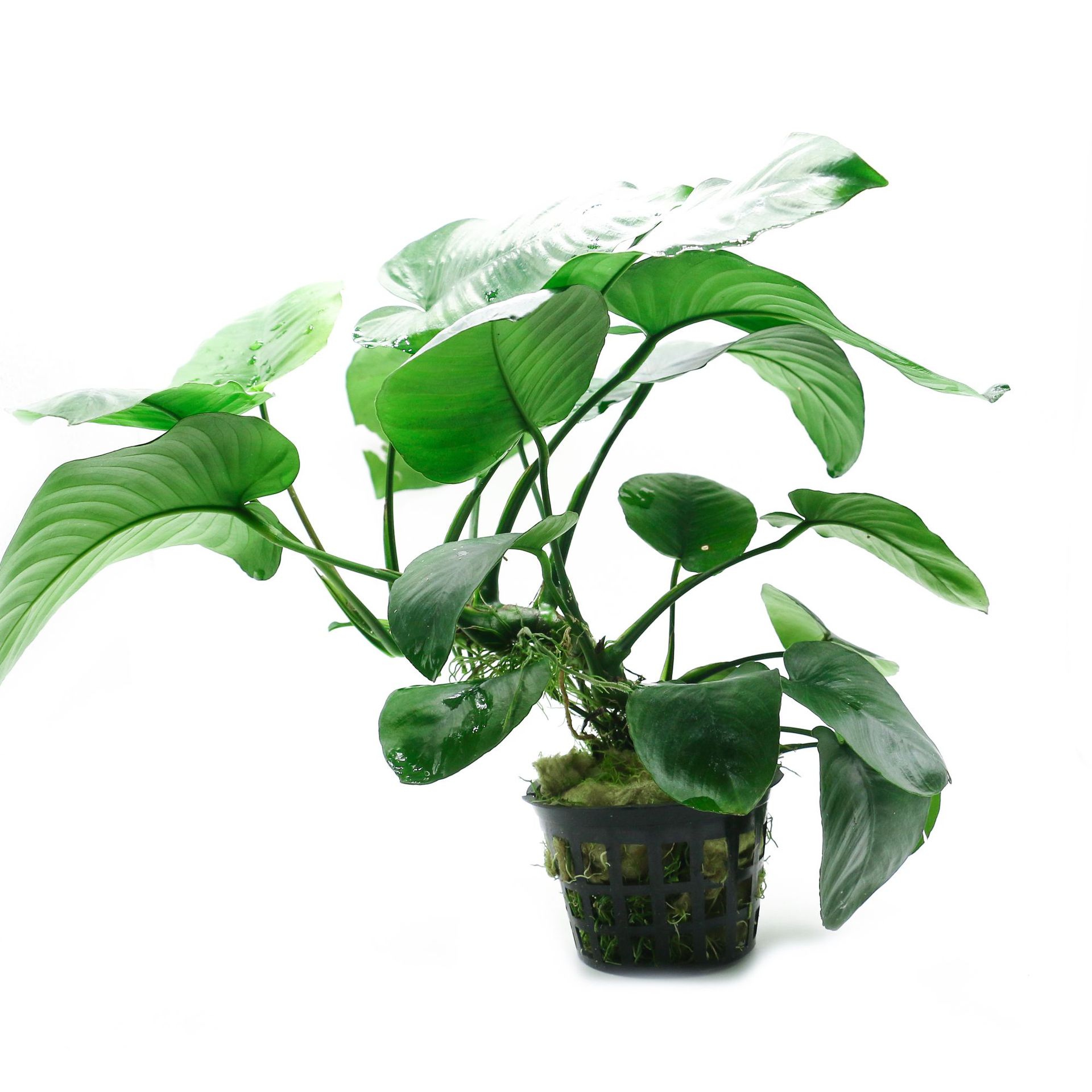 懒人鱼缸水草造景大小尖叶水榕辣椒丹麦榕靑水草