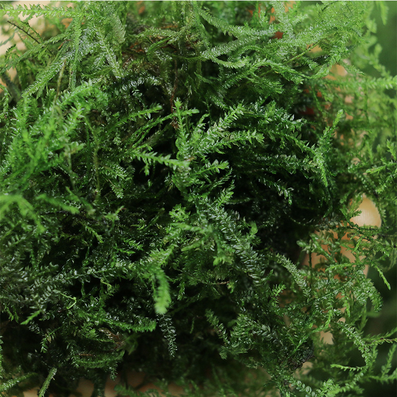 散装莫斯鱼缸造景大三三角怪蕨垂泪水草活体水草