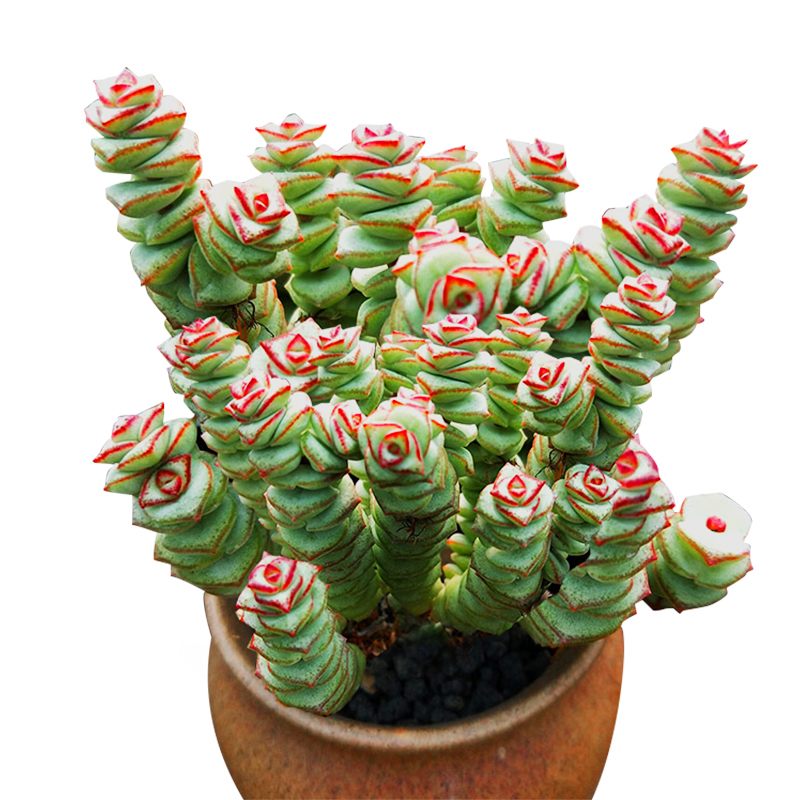 冲钻钱多多招财钱串子多植物大颗老桩阳台室内多肉植物