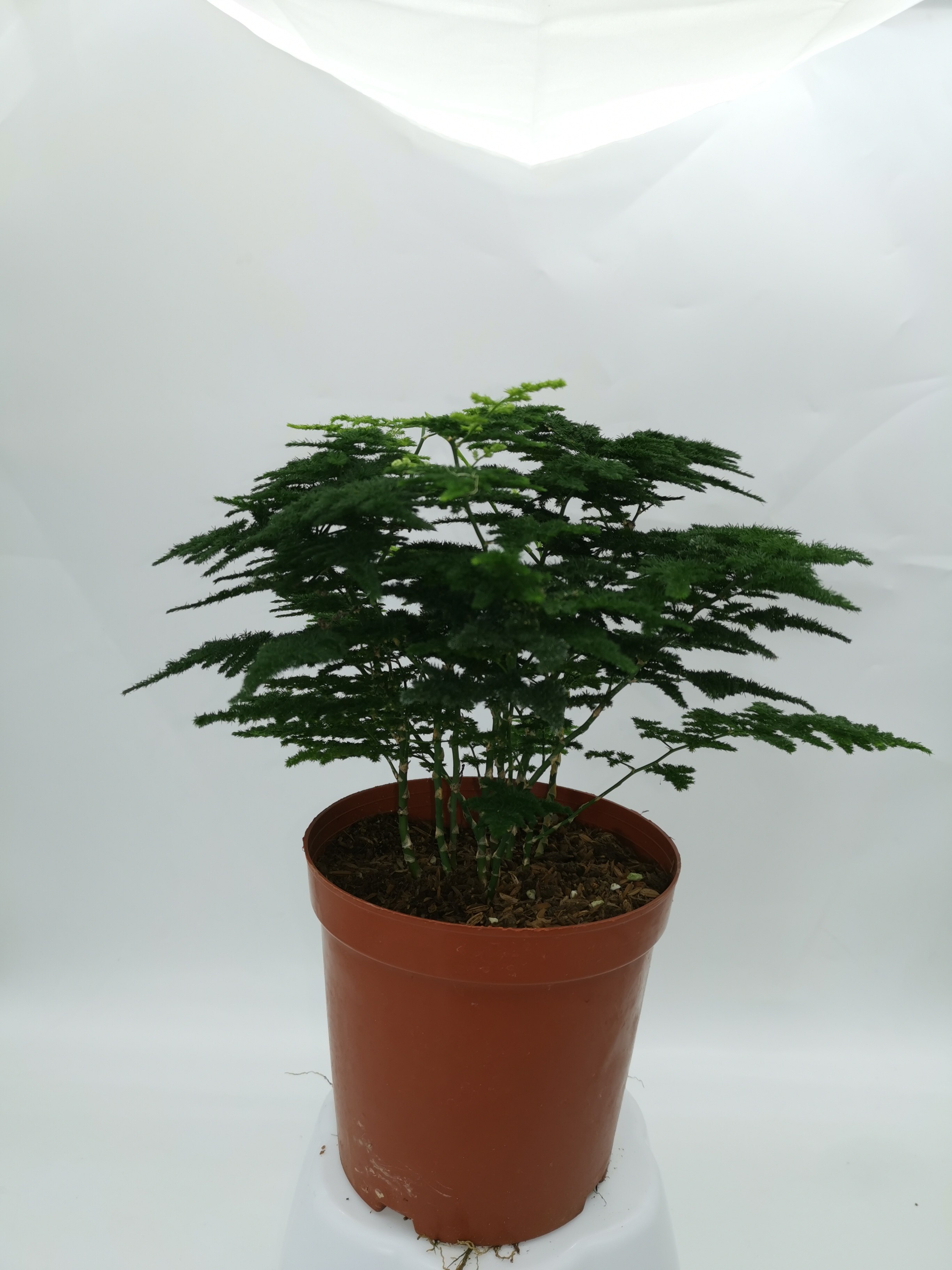 唐山矮生文竹云松松竹办公办公室室内好养绿植时令草本花卉