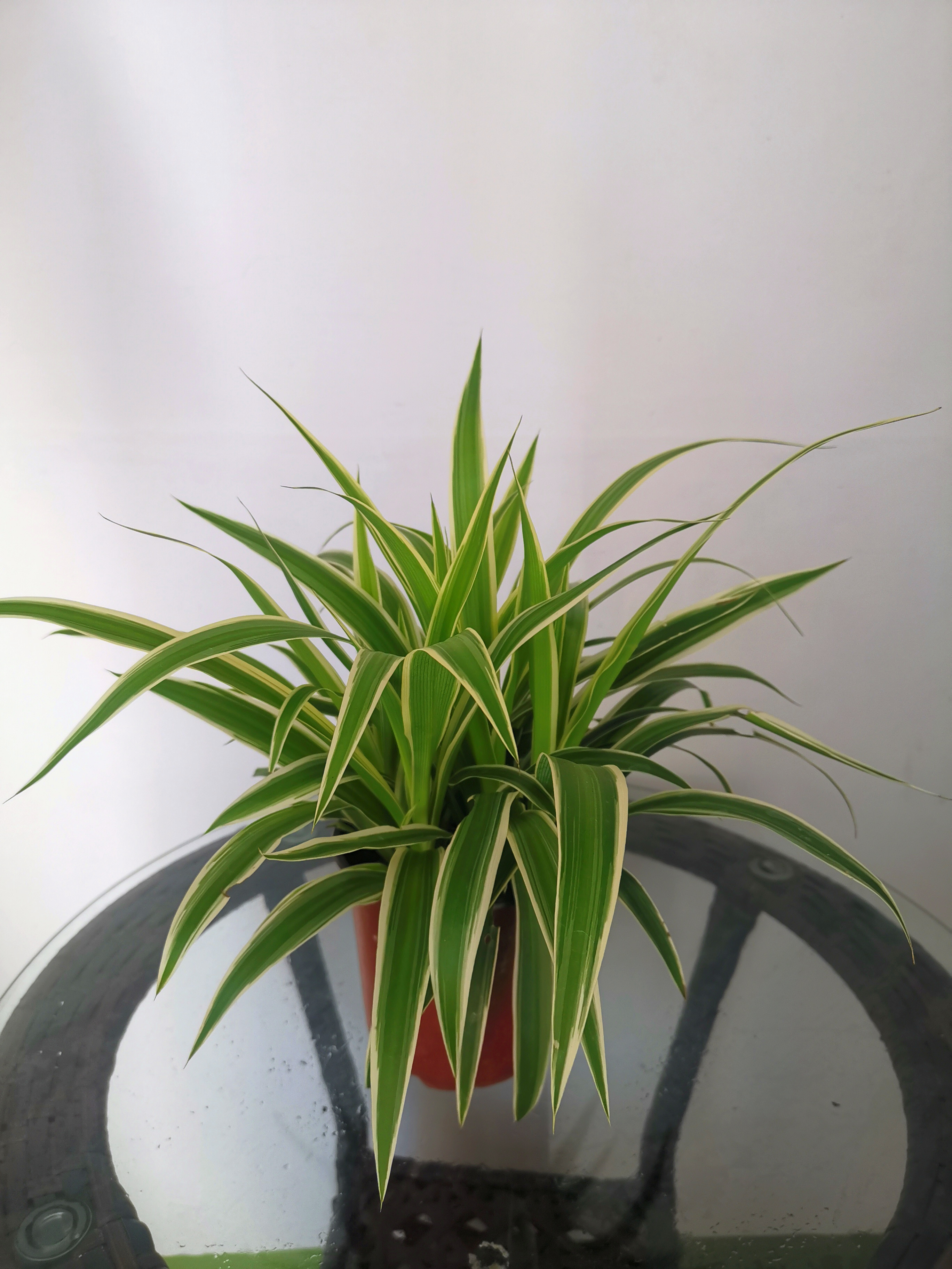 金边金心吊兰植物室内好养花卉盆栽甲醛净化空气花卉