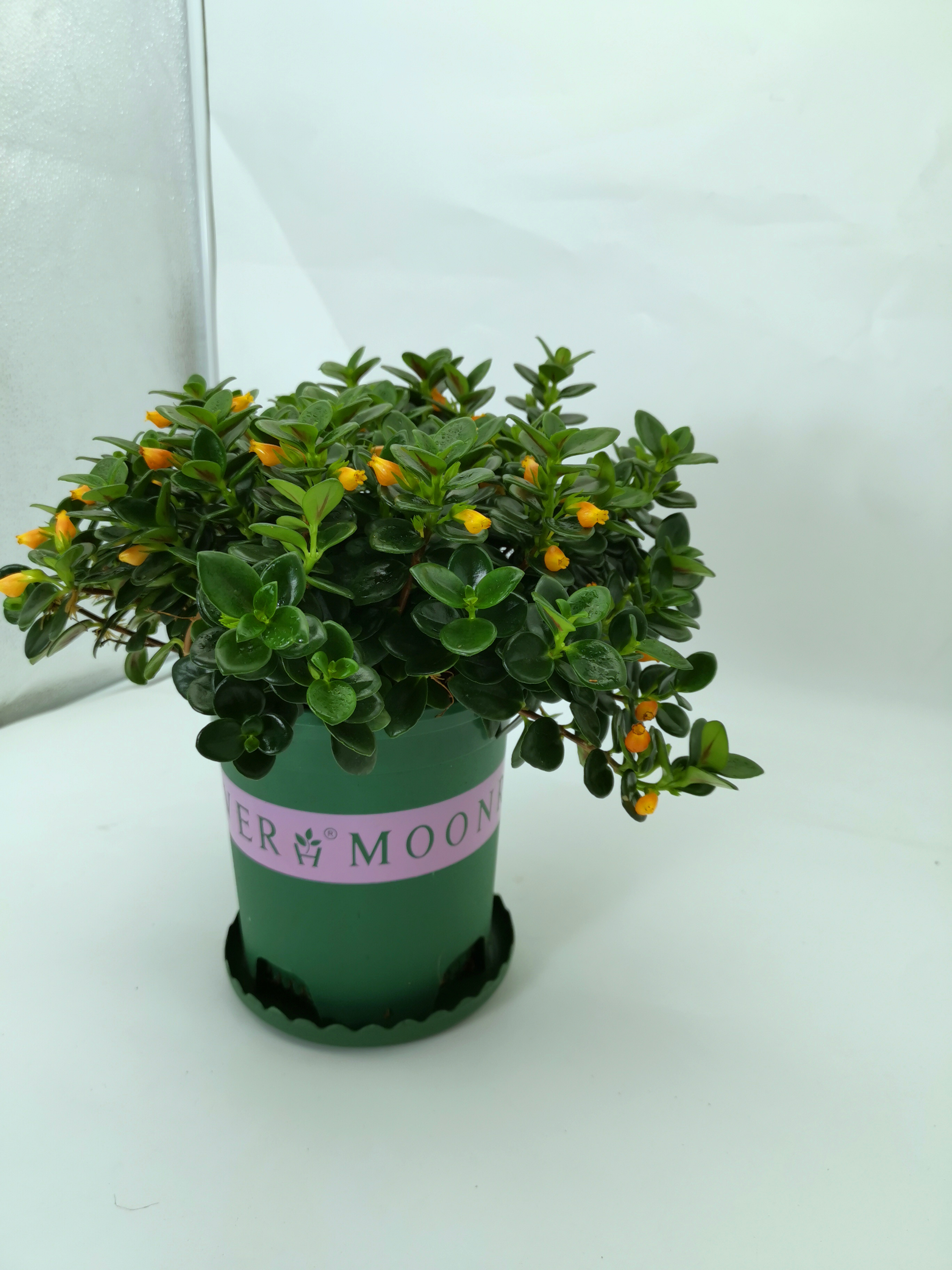 金鱼花办公室好养不断开花四季花卉垂吊阳台室内时令草本花卉