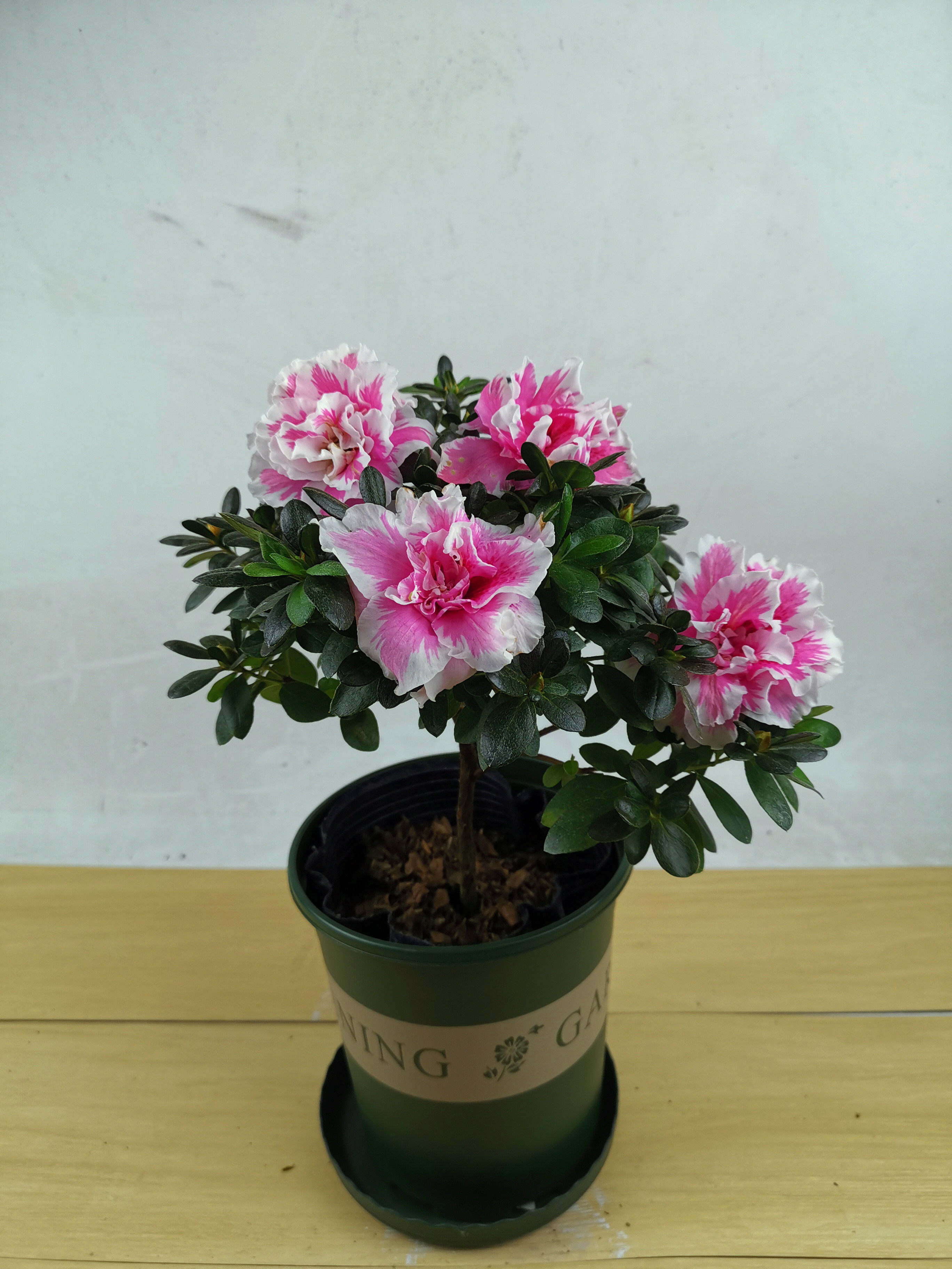 杜鹃花四季桃雪珍贵西洋比利时季桃雪庭院窗台绿植花卉