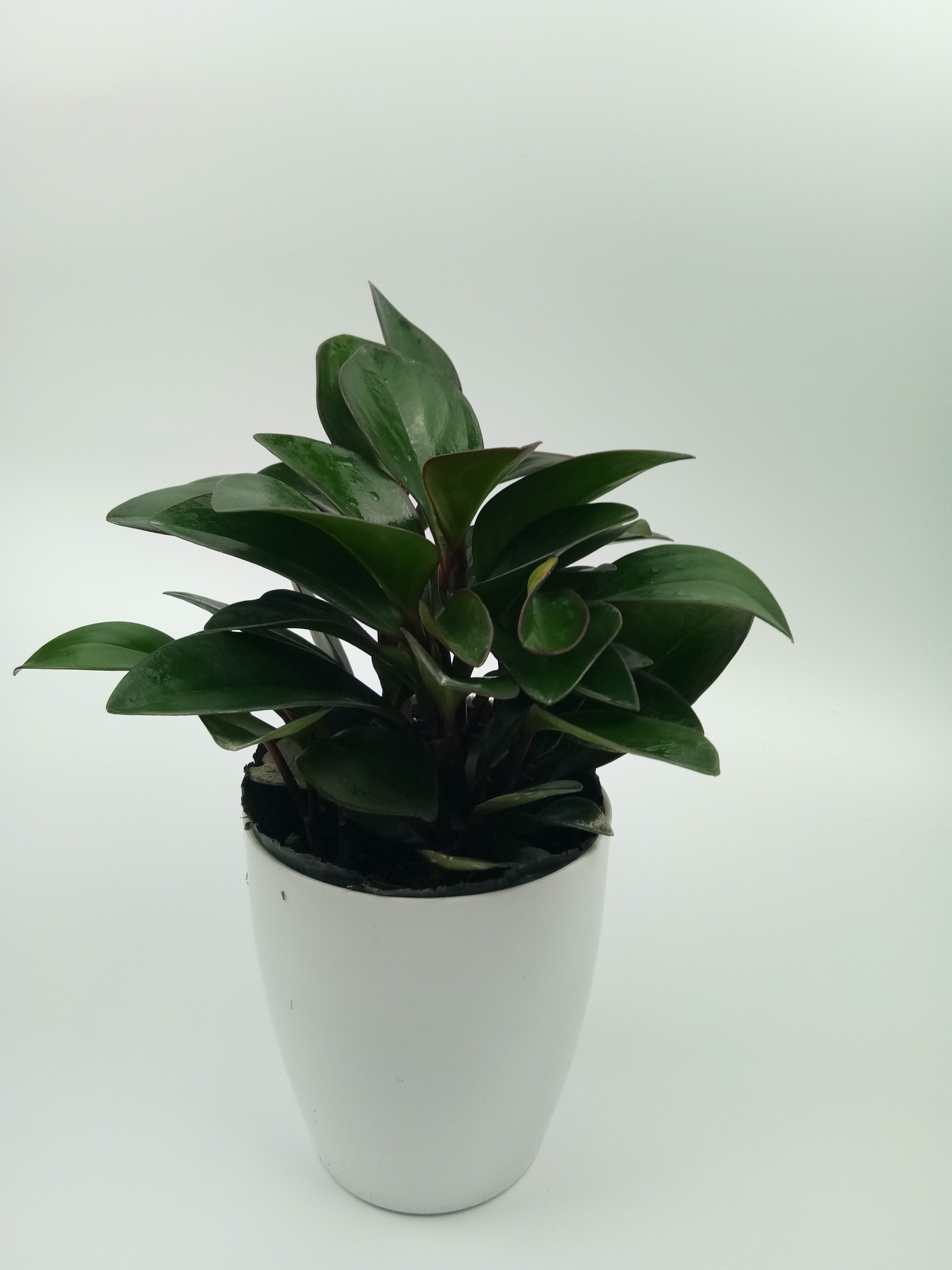 碧玉青叶紫边小型盆栽花卉摆件电脑电脑书书桌时令草本花卉