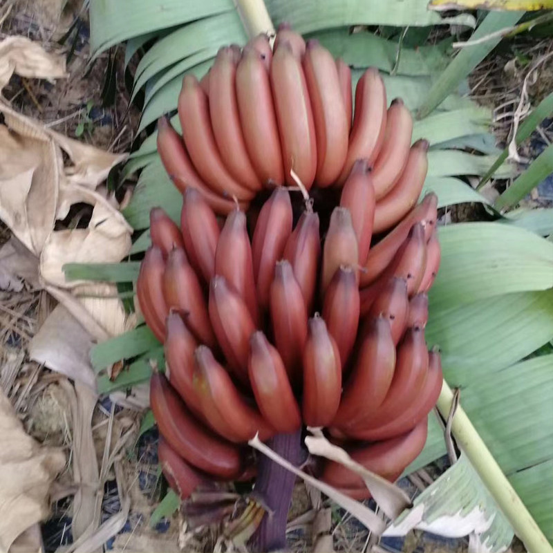 广西红皮巴蕉新鲜净重9斤装红芭蕉宝宝食用香蕉