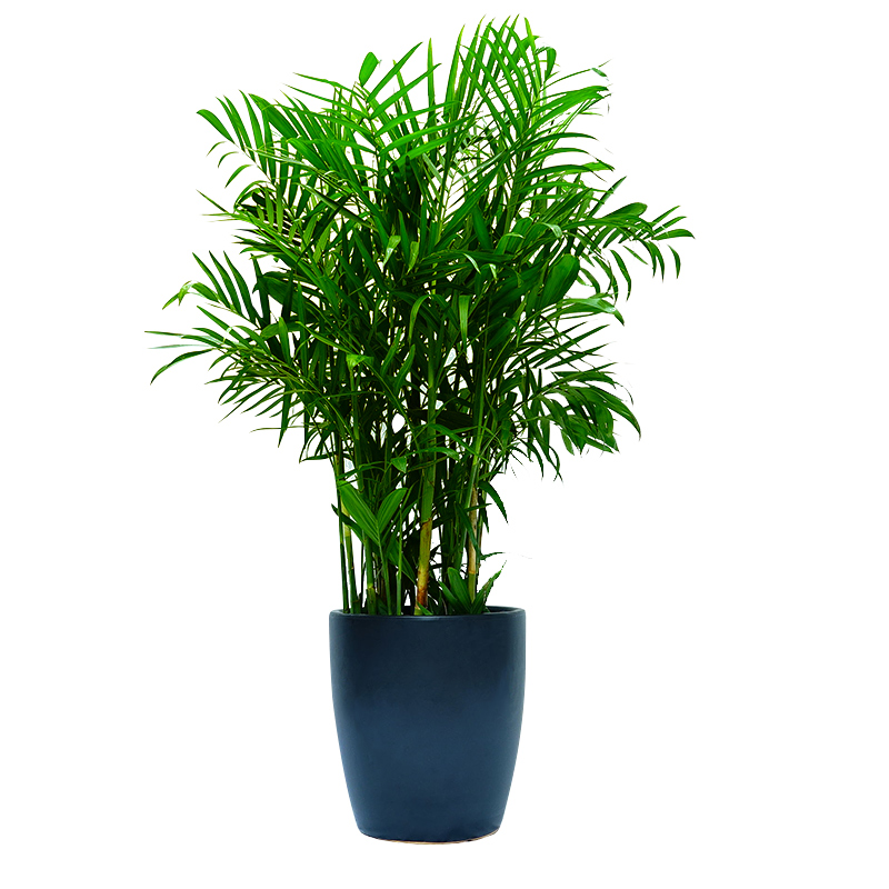 夏威夷盆栽植物竹子绿植客厅室内大型甲醛大型绿植