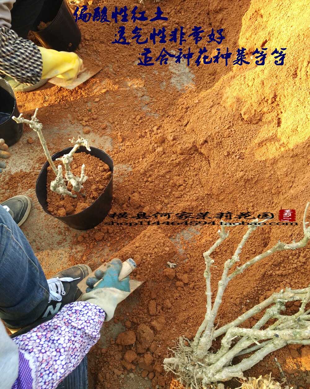 强力快速生根粉植物通用生根壮苗剂扦插发根树木果树扦插用生根液